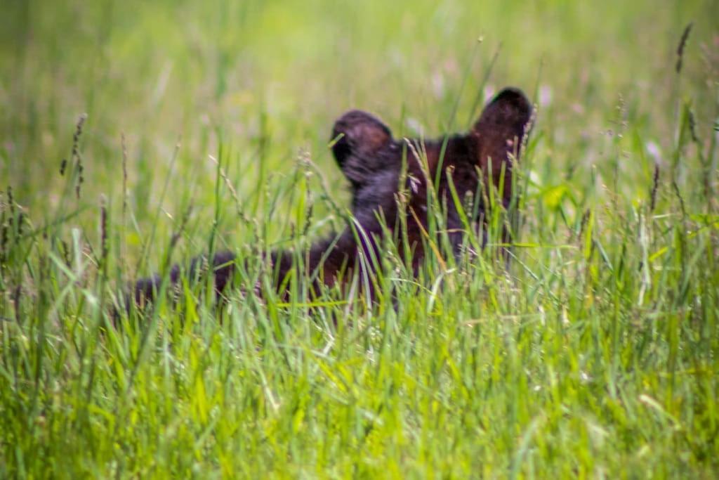 King Bed Pet Friendly Smart Lock Pigeon Forge Villa Kültér fotó